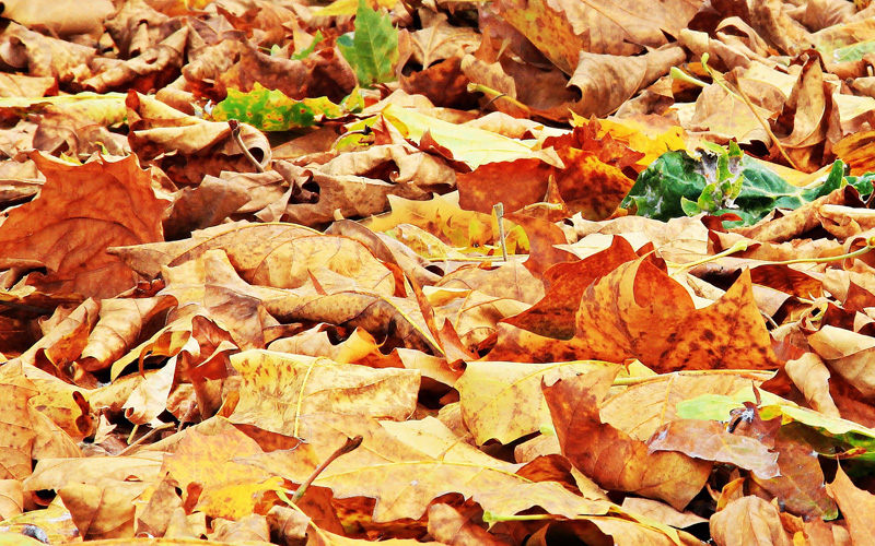 Muss man im Herbst das Laub beseitigen? › Hammerkauf Ratgeber Blog
